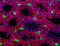 Histone H3 (C-terminus) antibody, 819405, BioLegend, Immunocytochemistry image 
