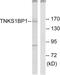 Tankyrase 1 Binding Protein 1 antibody, LS-B11383, Lifespan Biosciences, Western Blot image 