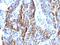 Zinc finger protein 654 antibody, NBP2-48210, Novus Biologicals, Immunohistochemistry paraffin image 