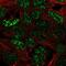 Scm-like with four MBT domains protein 2 antibody, NBP2-34005, Novus Biologicals, Immunofluorescence image 