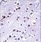 Kinesin Family Member 16B antibody, LS-C165512, Lifespan Biosciences, Immunohistochemistry frozen image 