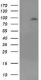 Leucine Rich Repeat Containing G Protein-Coupled Receptor 5 antibody, TA502951, Origene, Western Blot image 