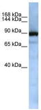 Exportin For TRNA antibody, TA343777, Origene, Western Blot image 