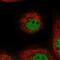 TOG Array Regulator Of Axonemal Microtubules 1 antibody, NBP2-58610, Novus Biologicals, Immunofluorescence image 