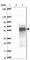 Chromosome 4 Open Reading Frame 19 antibody, HPA043458, Atlas Antibodies, Western Blot image 