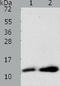 ADF antibody, TA322866, Origene, Western Blot image 