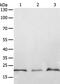 Protein tyrosine phosphatase type IVA 2 antibody, PA5-50256, Invitrogen Antibodies, Western Blot image 