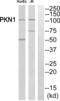 PKN1 antibody, abx015170, Abbexa, Western Blot image 
