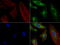 Sequestosome 1 antibody, UM500012, Origene, Immunofluorescence image 