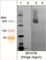Myosin-7B antibody, MP4551, ECM Biosciences, Western Blot image 