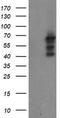 Sentrin-specific protease 2 antibody, TA800123, Origene, Western Blot image 