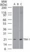 KIM-1 antibody, NB100-56421, Novus Biologicals, Western Blot image 
