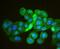 Homeobox protein CDX-1 antibody, A04522-1, Boster Biological Technology, Immunocytochemistry image 