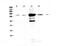 Periaxin antibody, A01686, Boster Biological Technology, Western Blot image 