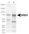 Limpii antibody, PA1-31401, Invitrogen Antibodies, Western Blot image 