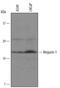 Ninjurin-1 antibody, BAF5105, R&D Systems, Western Blot image 