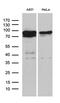 Elongation factor 1-delta antibody, M05123-1, Boster Biological Technology, Western Blot image 