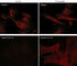 Caveolin 1 antibody, CM2831, ECM Biosciences, Immunocytochemistry image 