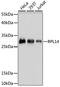 Ribosomal Protein L14 antibody, 22-438, ProSci, Immunohistochemistry frozen image 