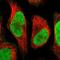 Chromosome 9 Open Reading Frame 78 antibody, NBP1-83168, Novus Biologicals, Immunofluorescence image 
