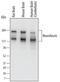 Neurofascin antibody, PA5-47468, Invitrogen Antibodies, Western Blot image 