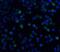 Interleukin 21 Receptor antibody, 2469, ProSci Inc, Immunofluorescence image 