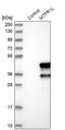 Mitochondrial Fission Regulator 1 Like antibody, PA5-55512, Invitrogen Antibodies, Western Blot image 