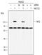 Nuclear Factor, Erythroid 2 Like 2 antibody, MAB3925, R&D Systems, Western Blot image 