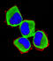 Mitogen-Activated Protein Kinase Kinase Kinase 13 antibody, A09780-2, Boster Biological Technology, Immunofluorescence image 
