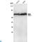 Akt antibody, LS-C812870, Lifespan Biosciences, Western Blot image 