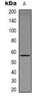Dual specificity protein phosphatase 13 antibody, orb78185, Biorbyt, Western Blot image 
