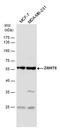 Zinc Finger HIT-Type Containing 6 antibody, PA5-78513, Invitrogen Antibodies, Western Blot image 