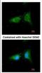 Coatomer subunit beta antibody, NBP2-15578, Novus Biologicals, Immunofluorescence image 