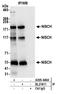 I-1 antibody, A305-446A, Bethyl Labs, Immunoprecipitation image 