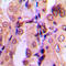 SMAD2 antibody, LS-C358324, Lifespan Biosciences, Immunohistochemistry frozen image 