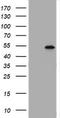 TAP Binding Protein Like antibody, TA505551S, Origene, Western Blot image 