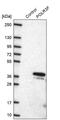 RNA Polymerase III Subunit F antibody, PA5-61971, Invitrogen Antibodies, Western Blot image 