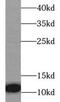 C-X-C Motif Chemokine Ligand 8 antibody, FNab09864, FineTest, Western Blot image 