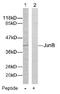 JunB Proto-Oncogene, AP-1 Transcription Factor Subunit antibody, AP02569PU-N, Origene, Western Blot image 