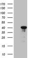 Centromere protein Q antibody, TA808586, Origene, Western Blot image 