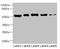 Gastric Inhibitory Polypeptide Receptor antibody, orb41362, Biorbyt, Western Blot image 
