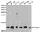 S100 Calcium Binding Protein A11 antibody, A5486, ABclonal Technology, Western Blot image 
