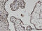 COP9 Signalosome Subunit 6 antibody, LS-C134034, Lifespan Biosciences, Immunohistochemistry frozen image 