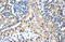 Signal Transducer And Activator Of Transcription 1 antibody, 28-972, ProSci, Immunohistochemistry frozen image 