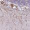 Chromosome 20 Open Reading Frame 194 antibody, HPA052103, Atlas Antibodies, Immunohistochemistry frozen image 