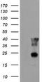 Peroxisomal 3,2-trans-enoyl-CoA isomerase antibody, TA504275, Origene, Western Blot image 