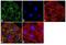 Lymphocyte antigen 6A-2/6E-1 antibody, 710952, Invitrogen Antibodies, Immunofluorescence image 