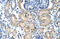 Elongation Factor For RNA Polymerase II antibody, 27-291, ProSci, Immunohistochemistry paraffin image 