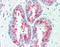 Tetraspanin 13 antibody, TA317470, Origene, Immunohistochemistry frozen image 