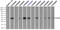 CD32a antibody, LS-C114744, Lifespan Biosciences, Immunofluorescence image 
